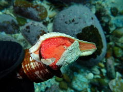 Lugubrilaria lugubris