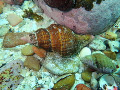 Lugubrilaria lugubris