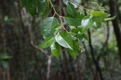 Pentaphylax euryoides