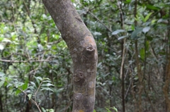 Pentaphylax euryoides