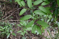 Smilax corbularia