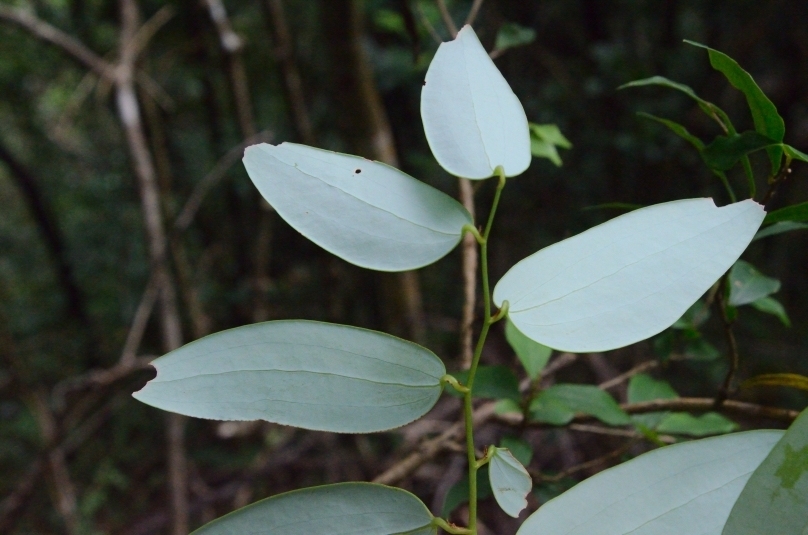Smilax corbularia