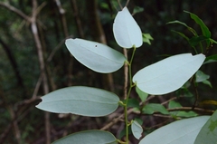 Smilax corbularia