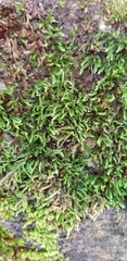 Cirriphyllum crassinervium