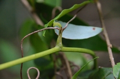 Smilax corbularia