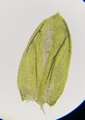 Cirriphyllum crassinervium