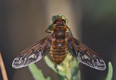 Poecilanthrax alcyon