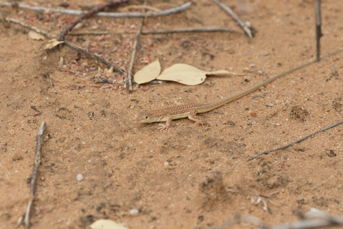 Smith's Racerunner, Pseuderemias smithii