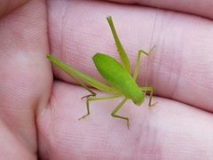 Amblycorypha oblongifolia