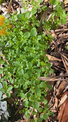 Stellaria media