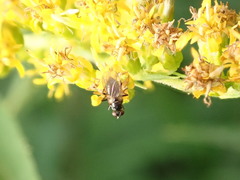 Coenosia atra