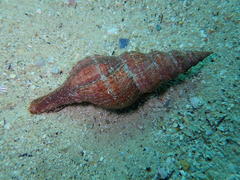 Africofusus ocelliferus
