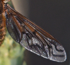 Poecilanthrax alcyon