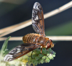 Poecilanthrax alcyon