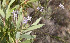 Heliophila linearis linearifolia