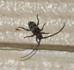 Ecyrus