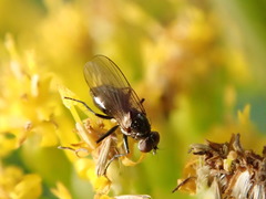 Coenosia atra
