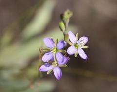 Heliophila linearis linearifolia
