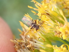 Coenosia atra