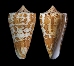 Conus archon