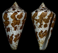 Conus archon image