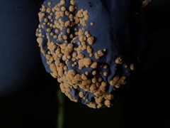 Monilinia fructigena