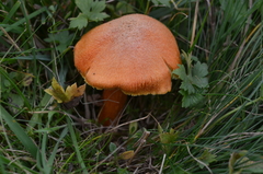 Hygrocybe intermedia