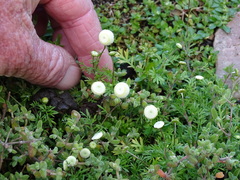 Cotula filifolia
