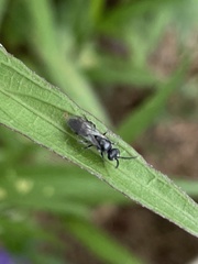 Tiphia vernalis