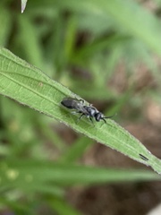 Tiphia vernalis