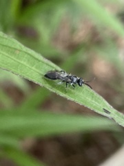 Tiphia vernalis