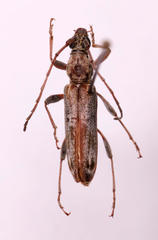 Graciliderolus parvus