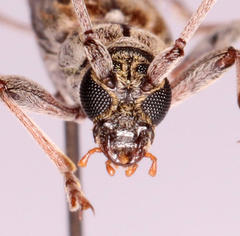 Graciliderolus parvus