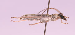 Graciliderolus parvus