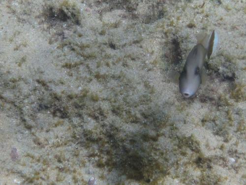 Sufflamen chrysopterum