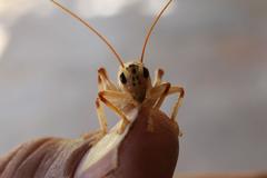 Stictogryllacris lyrata