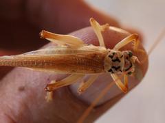 Stictogryllacris lyrata