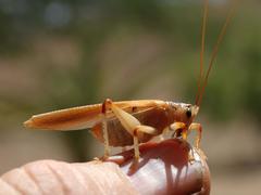 Stictogryllacris lyrata