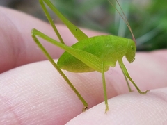 Amblycorypha oblongifolia