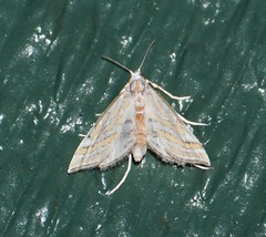 Leptosteges parthenialis