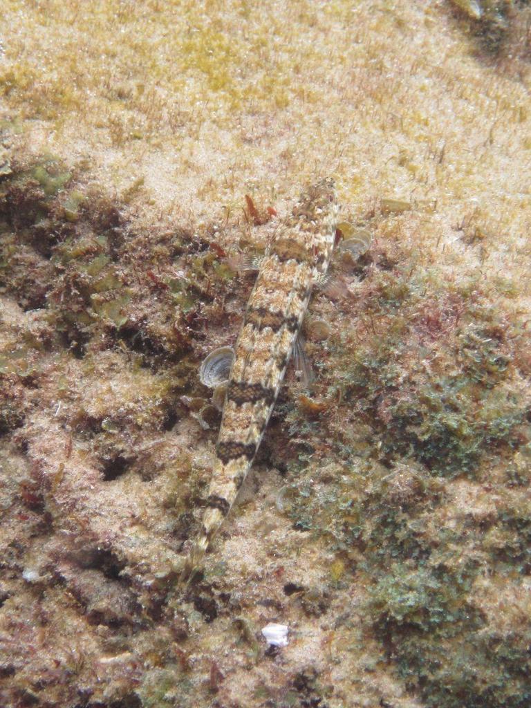banded lizardfish