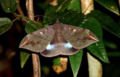 Ischyja ferrifracta