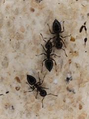 Crematogaster oscaris