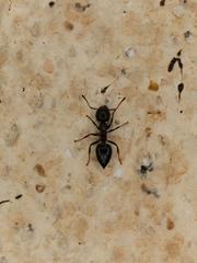 Crematogaster oscaris