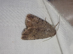 Caradrina flavirena