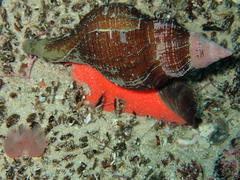 Lugubrilaria lugubris