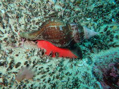 Lugubrilaria lugubris
