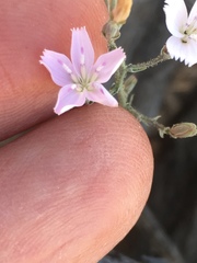 Stephanomeria exigua exigua