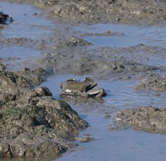 Venitus latreillei