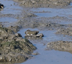Venitus latreillei